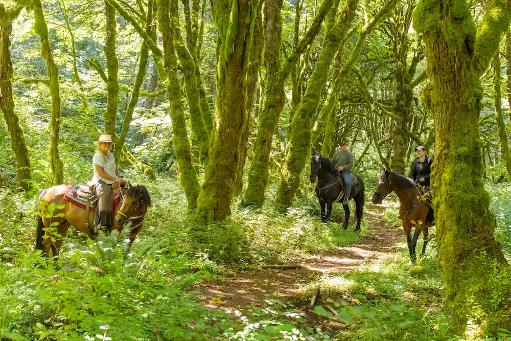 Horses in Crystal Rilee Park